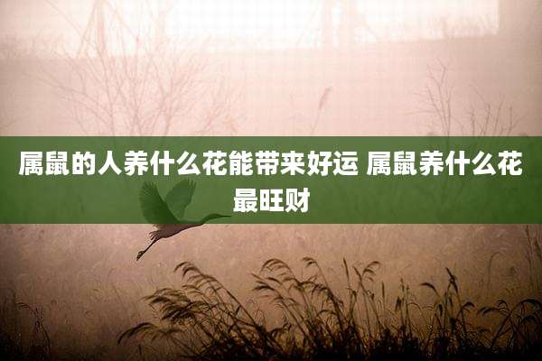 属鼠的人养什么花能带来好运 属鼠养什么花最旺财