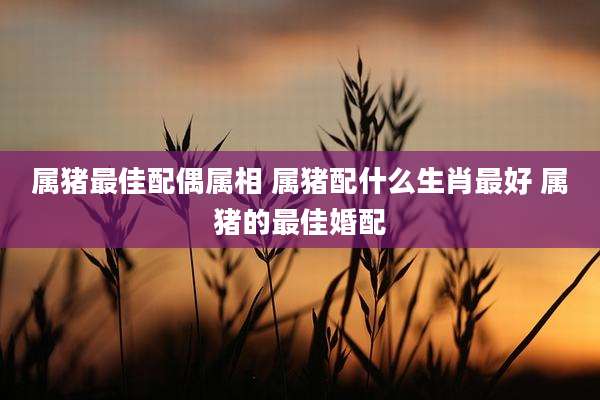 属猪最佳配偶属相 属猪配什么生肖最好 属猪的最佳婚配