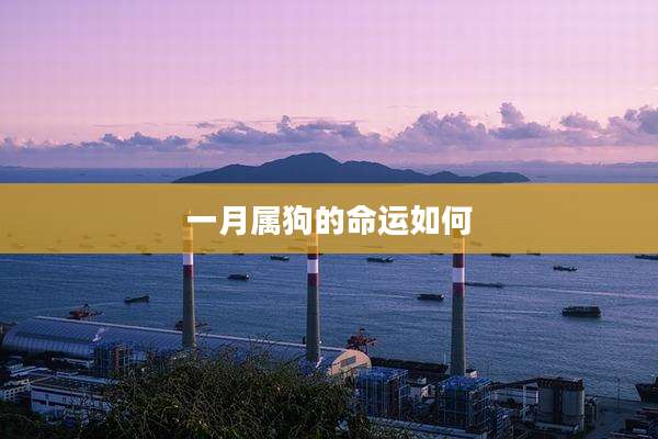 一月属狗的命运如何