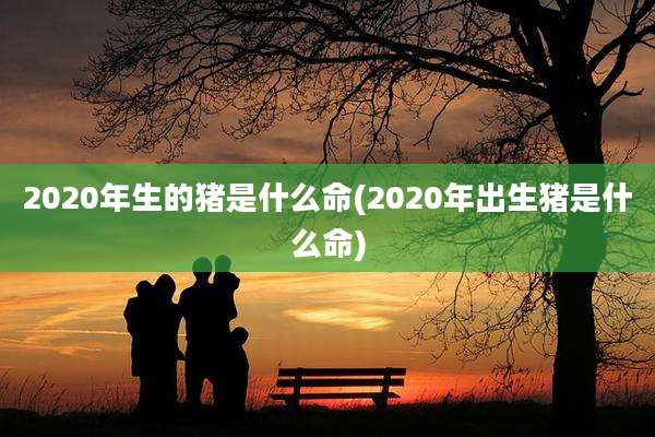 2020年生的猪是什么命(2020年出生猪是什么命)