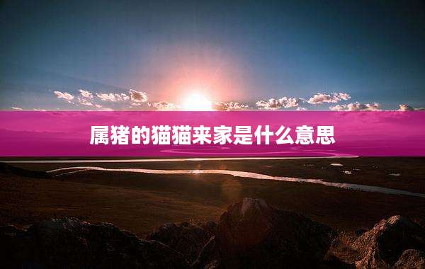 属猪的猫猫来家是什么意思