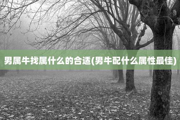 男属牛找属什么的合适(男牛配什么属性最佳)