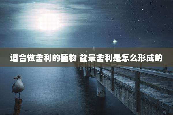 适合做舍利的植物 盆景舍利是怎么形成的
