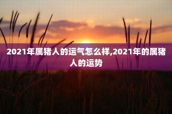 2021年属猪人的运气怎么样,2021年的属猪人的运势