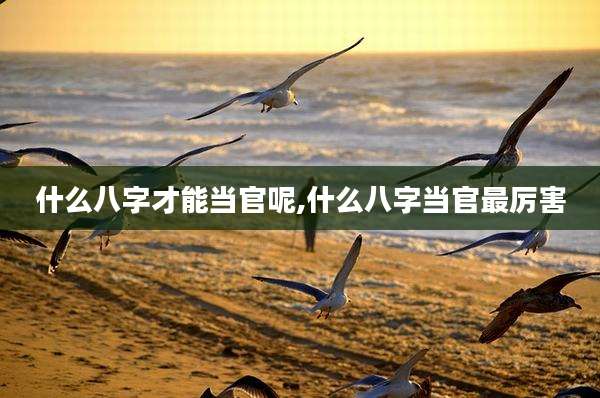 什么八字才能当官呢,什么八字当官最厉害