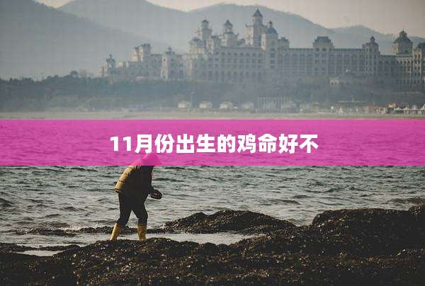 11月份出生的鸡命好不