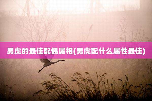 男虎的最佳配偶属相(男虎配什么属性最佳)