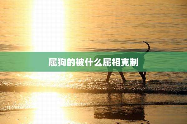 属狗的被什么属相克制