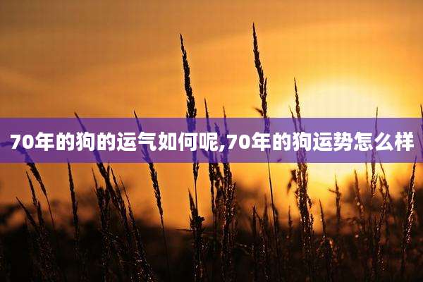 70年的狗的运气如何呢,70年的狗运势怎么样