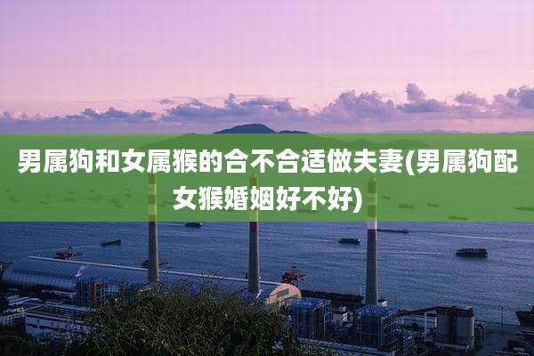 男属狗和女属猴的合不合适做夫妻(男属狗配女猴婚姻好不好)