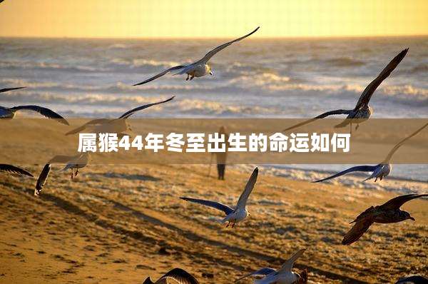 属猴44年冬至出生的命运如何