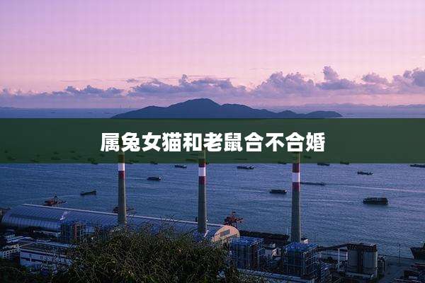 属兔女猫和老鼠合不合婚