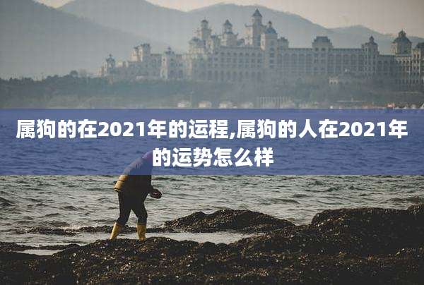 属狗的在2021年的运程,属狗的人在2021年的运势怎么样