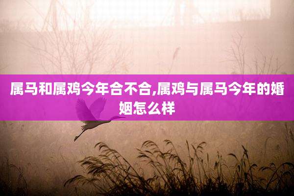 属马和属鸡今年合不合,属鸡与属马今年的婚姻怎么样