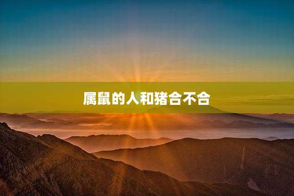 属鼠的人和猪合不合