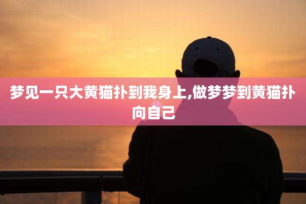 梦见一只大黄猫扑到我身上,做梦梦到黄猫扑向自己
