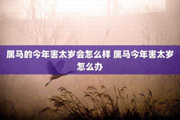 属马的今年害太岁会怎么样 属马今年害太岁怎么办