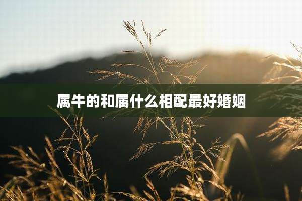 属牛的和属什么相配最好婚姻
