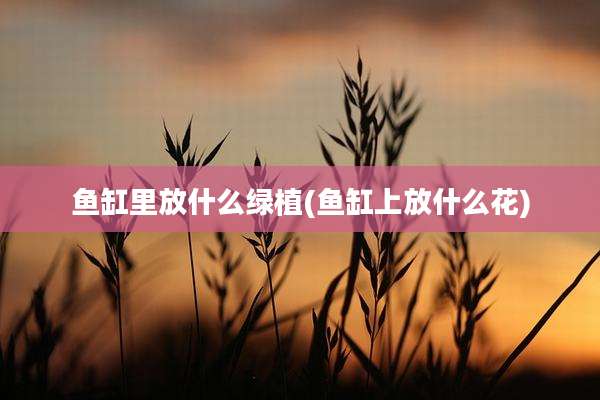 鱼缸里放什么绿植(鱼缸上放什么花)