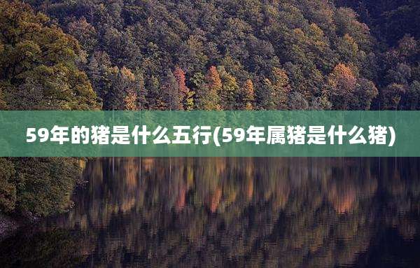 59年的猪是什么五行(59年属猪是什么猪)