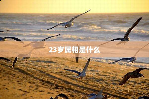 23岁属相是什么
