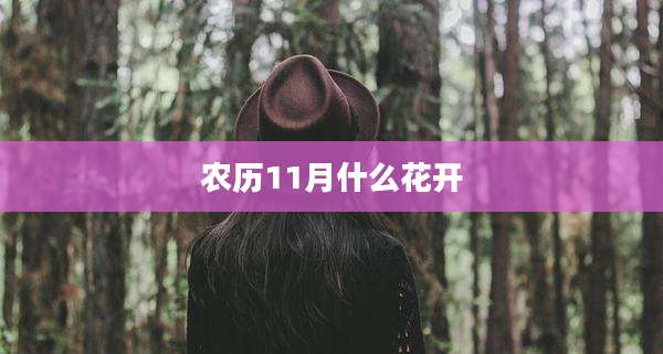 农历11月什么花开