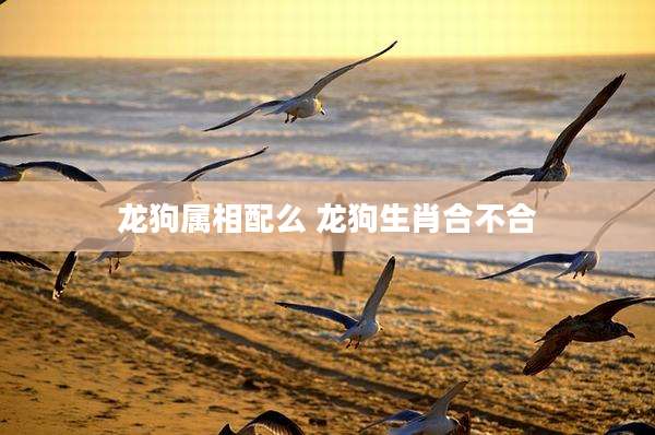 龙狗属相配么 龙狗生肖合不合