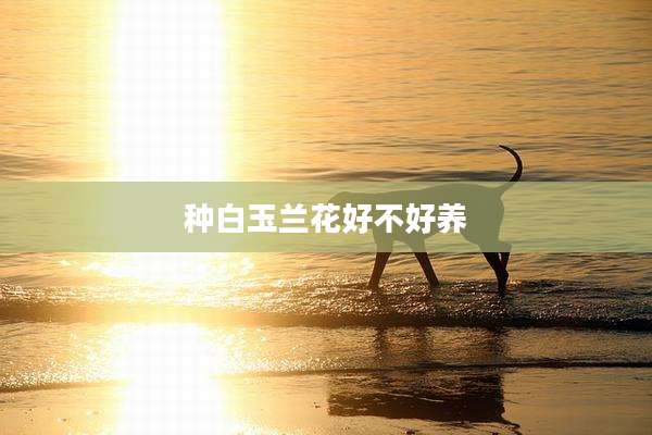 种白玉兰花好不好养