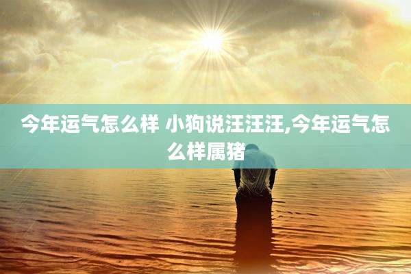 今年运气怎么样 小狗说汪汪汪,今年运气怎么样属猪