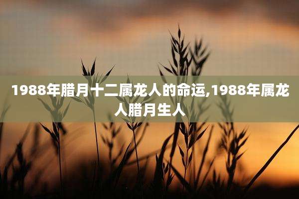 1988年腊月十二属龙人的命运,1988年属龙人腊月生人
