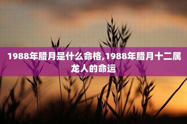 1988年腊月是什么命格,1988年腊月十二属龙人的命运
