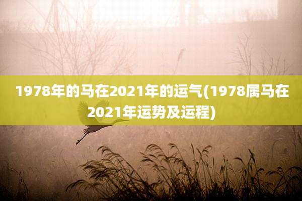 1978年的马在2021年的运气(1978属马在2021年运势及运程)