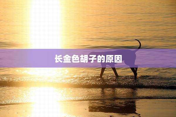 长金色胡子的原因