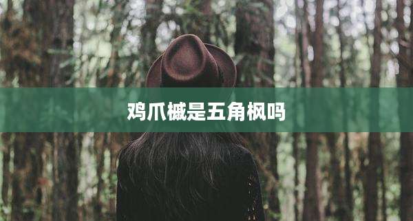 鸡爪槭是五角枫吗