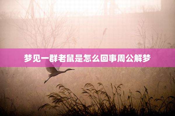 梦见一群老鼠是怎么回事周公解梦