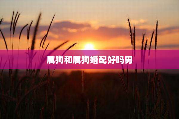属狗和属狗婚配好吗男