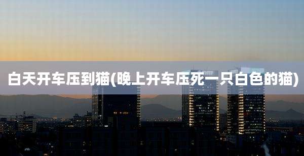 白天开车压到猫(晚上开车压死一只白色的猫)