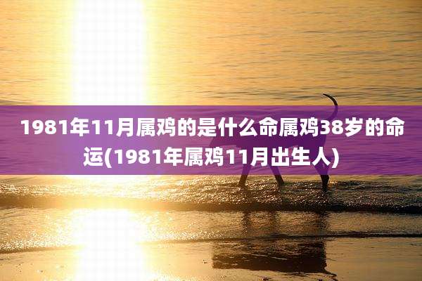1981年11月属鸡的是什么命属鸡38岁的命运(1981年属鸡11月出生人)