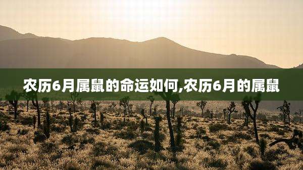农历6月属鼠的命运如何,农历6月的属鼠