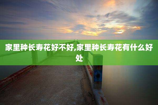 家里种长寿花好不好,家里种长寿花有什么好处
