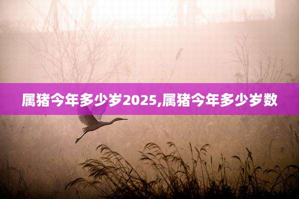属猪今年多少岁2025,属猪今年多少岁数
