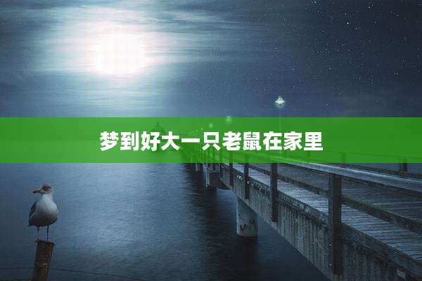 梦到好大一只老鼠在家里