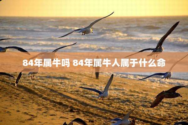 84年属牛吗 84年属牛人属于什么命