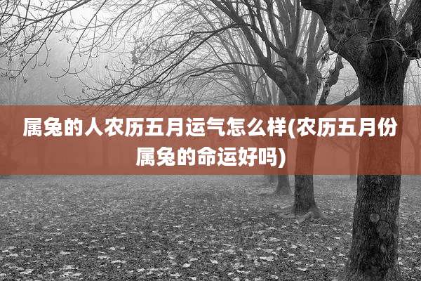 属兔的人农历五月运气怎么样(农历五月份属兔的命运好吗)
