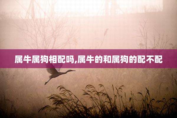 属牛属狗相配吗,属牛的和属狗的配不配