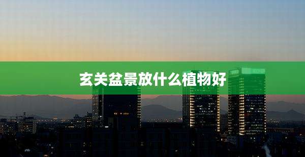 玄关盆景放什么植物好