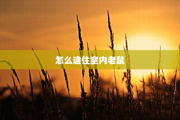 怎么逮住室内老鼠