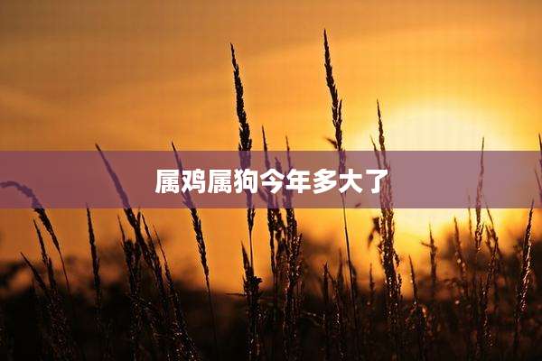 属鸡属狗今年多大了
