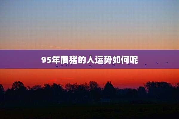 95年属猪的人运势如何呢
