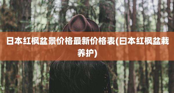 日本红枫盆景价格最新价格表(曰本红枫盆栽养护)
